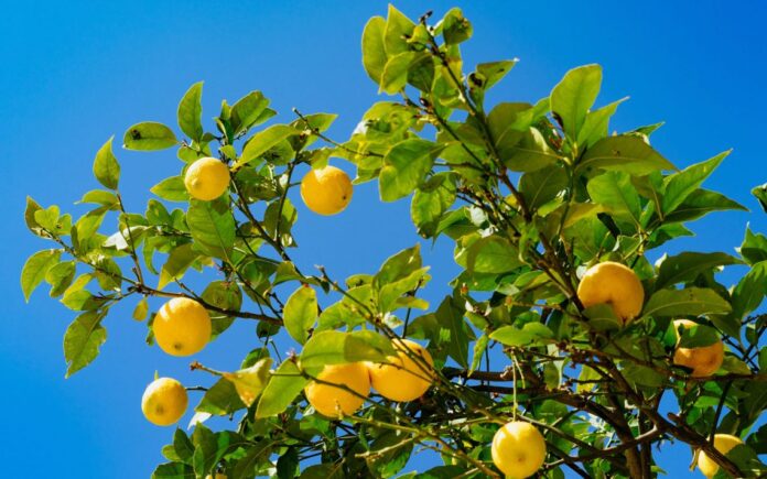 Limone
