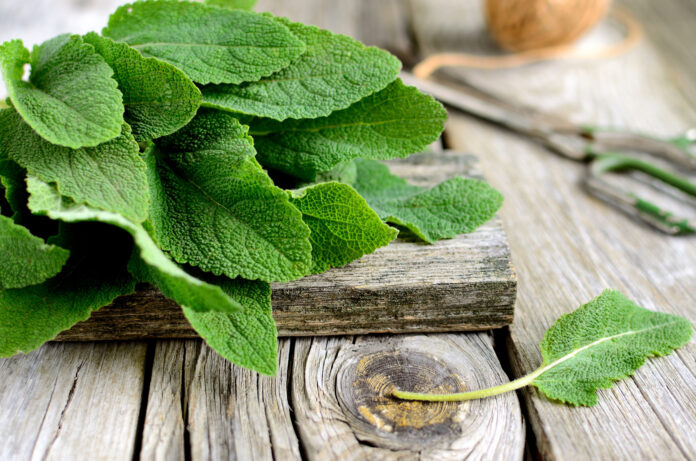 Fresh sage herb.